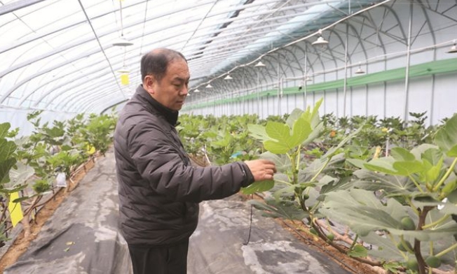 威海青皮無花果錯季搶“鮮”上市