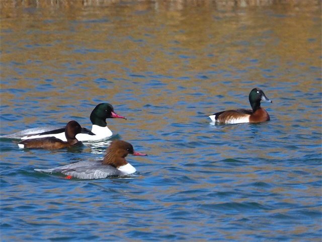 “極危”物種青頭潛鴨、國家二級保護動物斑頭秋沙鴨首現南海新區