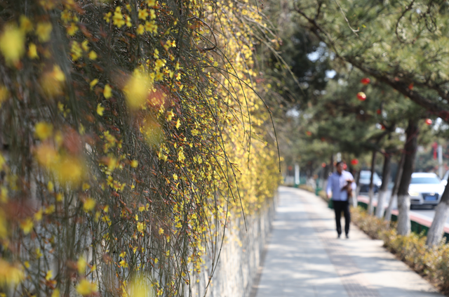 威海春季“賞花攻略”發布，為你奉上花期指南